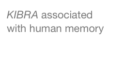 KIBRA associated with human memory