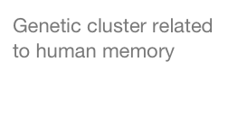 Genetic cluster related to human memory